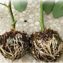 Load image into Gallery viewer, Plant Root Growing Box (5 PCS)