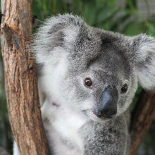 Load image into Gallery viewer, Stuffed Koala Bear
